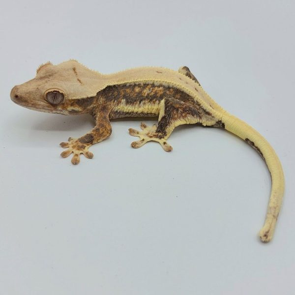 Correlophus ciliatus gecko crestado terrario Nueva Caledonia compra venta reptil venta online gecónido crested gecko