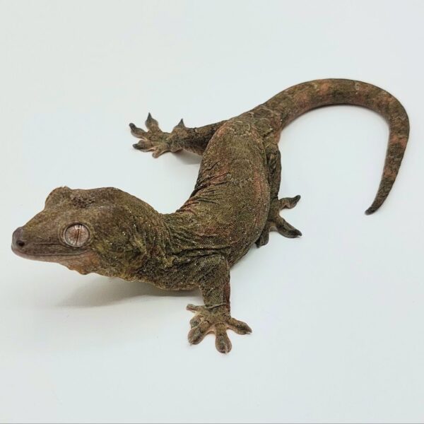 El gecko musgo – Mniarogekko chahoua