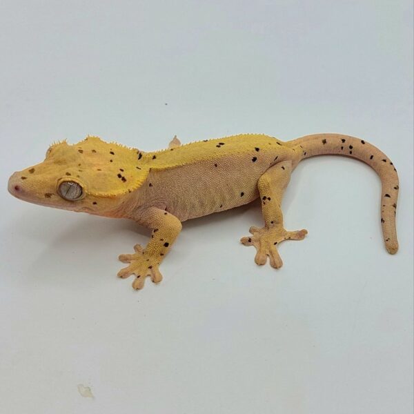 Gecko Crestado (Correlophus ciliatus)
