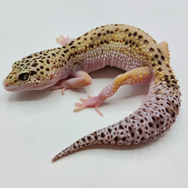 Gecko leopardo reptiles