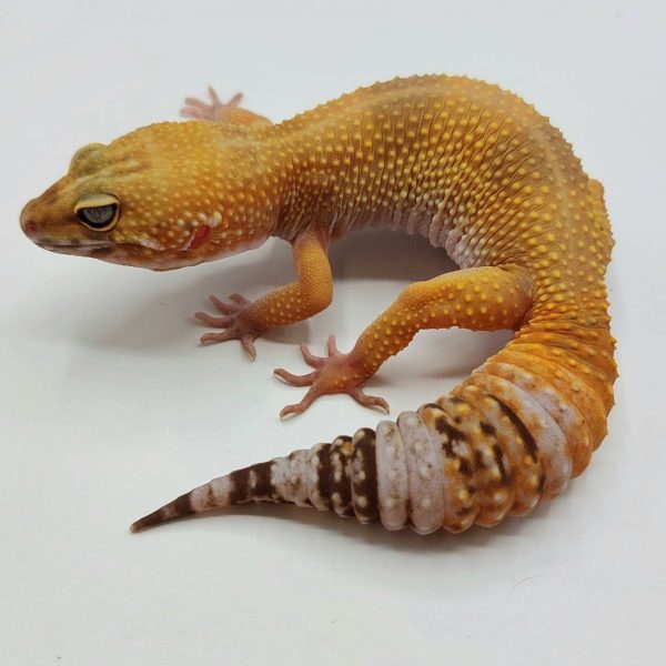 Gecko leopardo reptiles