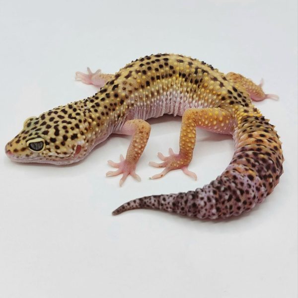 Gecko leopardo reptiles