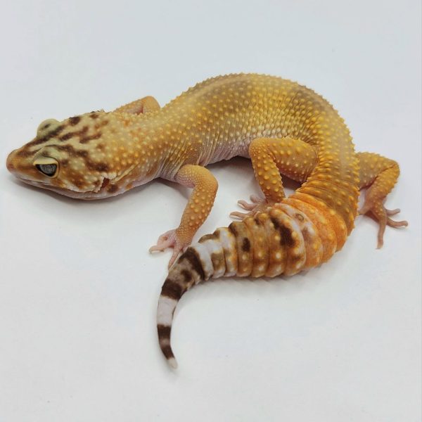 Gecko leopardo reptiles