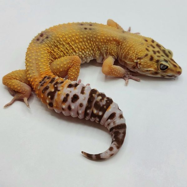 Gecko leopardo reptiles