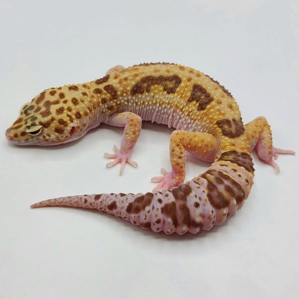 Gecko leopardo reptiles