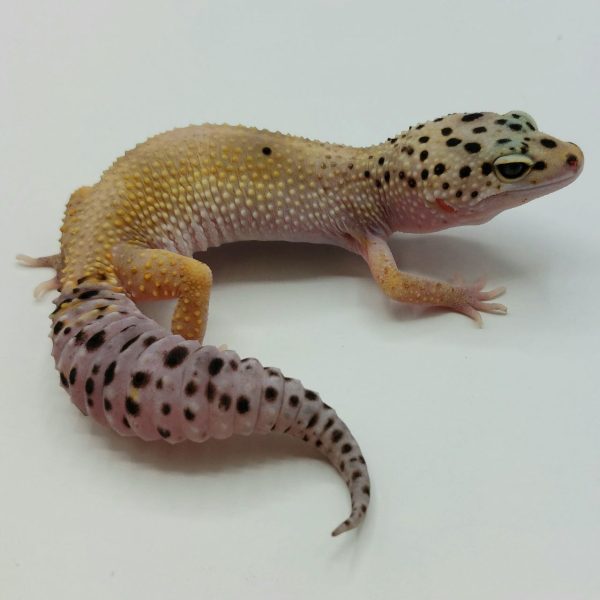 Gecko leopardo leopard gecko terrario compra venta rack eublepharis macularius reptil venta online geconido