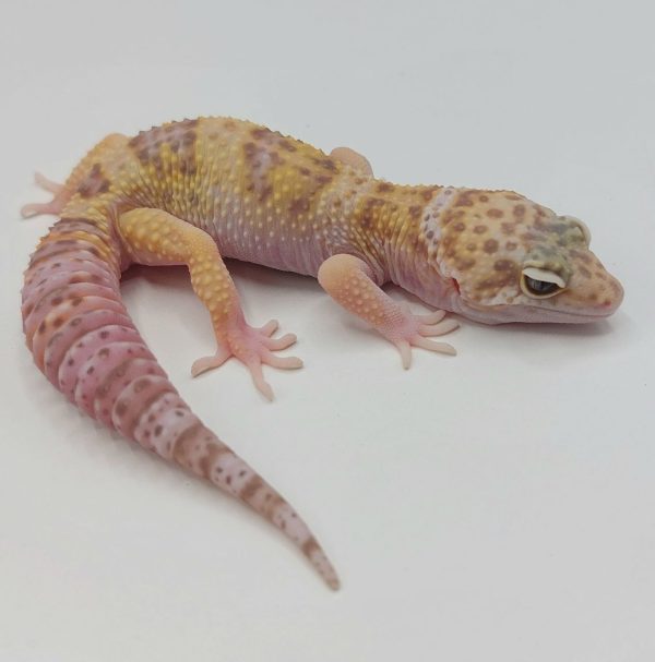 Gecko leopardo leopard gecko terrario compra venta rack eublepharis macularius reptil venta online geconido