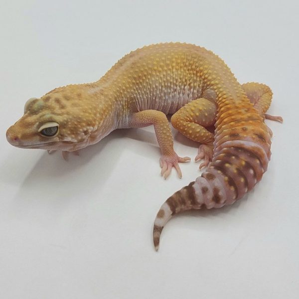 Compra reptiles online