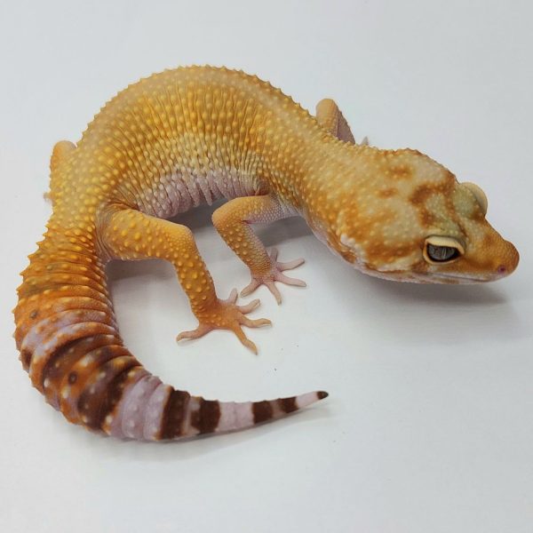 Gecko leopardo reptiles