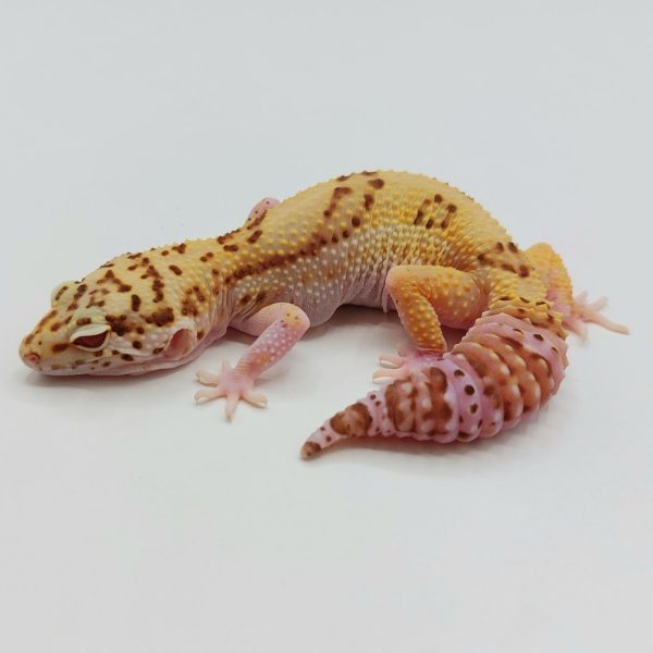 Gecko leopardo reptiles