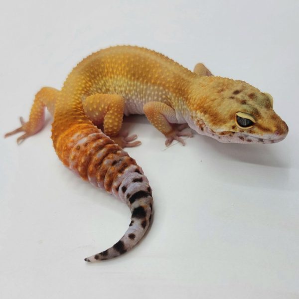 Gecko leopardo reptiles