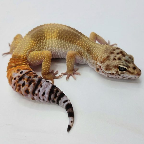 Gecko leopardo reptiles