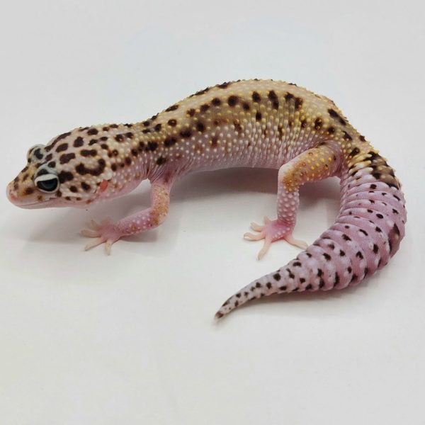 Gecko leopardo reptiles