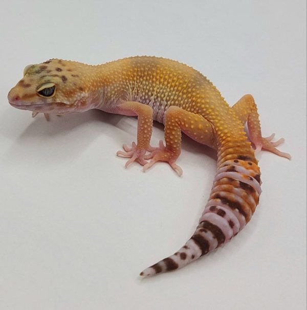 Gecko leopardo leopard gecko terrario compra venta rack eublepharis macularius reptil venta online geconido