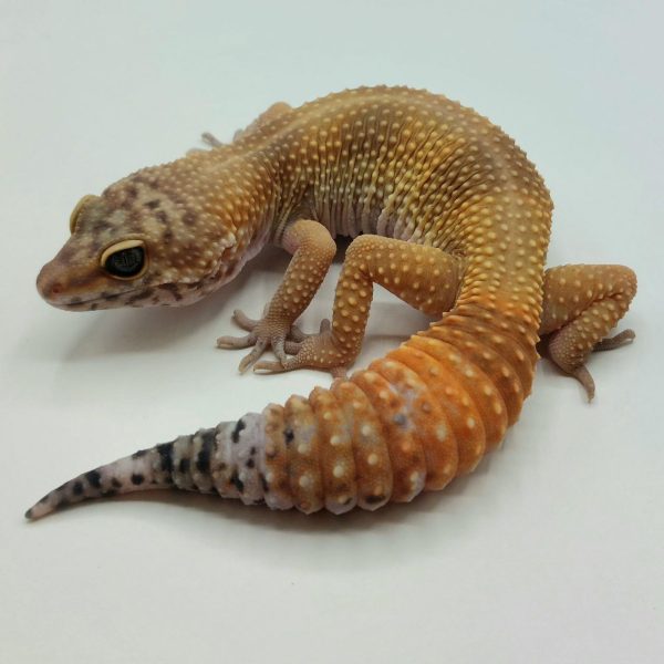 Gecko leopardo leopard gecko terrario compra venta rack eublepharis macularius reptil venta online geconido