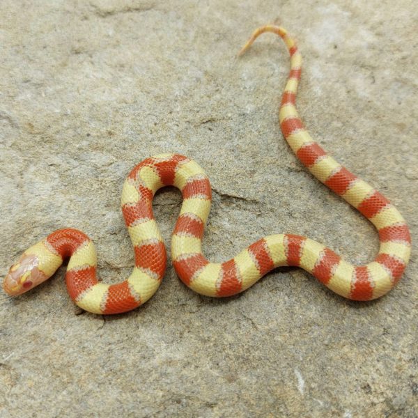 Lampropeltis leonis ruthveni serpiente culebra falsa coral ofidio reptil terrario compra venta online King snake