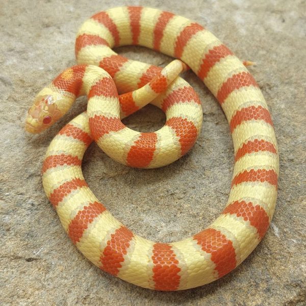 Lampropeltis leonis ruthveni serpiente culebra falsa coral ofidio reptil terrario compra venta online King snake