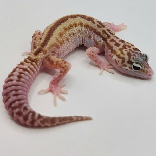 Gecko leopardo leopard gecko terrario compra venta rack eublepharis macularius reptil venta online geconido