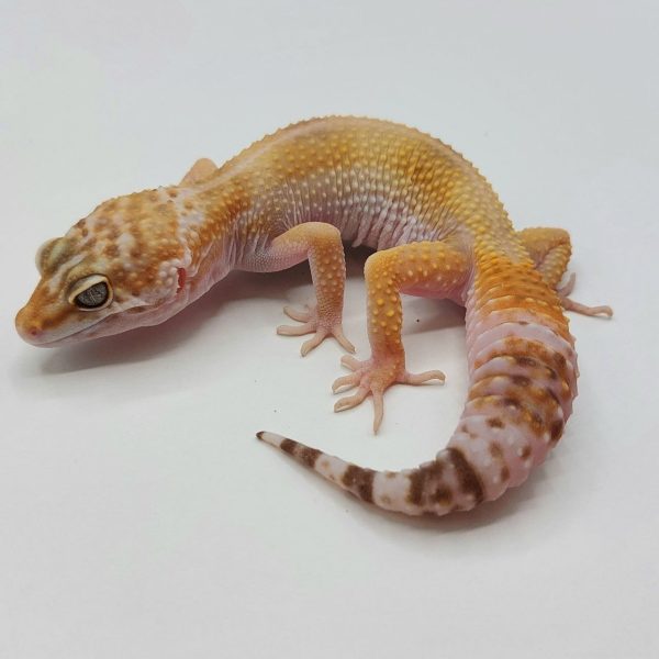 Gecko leopardo reptiles