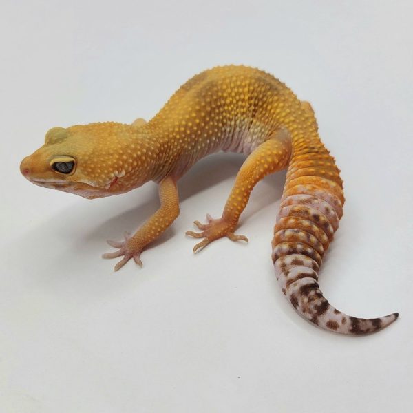 Gecko leopardo reptiles