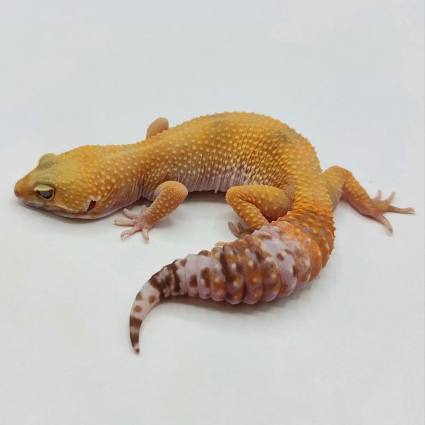 Gecko leopardo reptiles