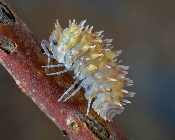 isopodo cochinilla oniscideo armadillidium pretusi