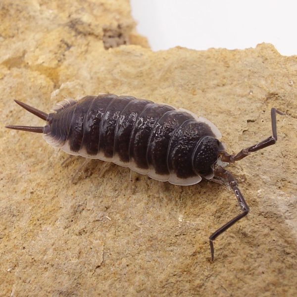 Cochinilla-isopodo-Porcellio-hoffmannseggi.jpg