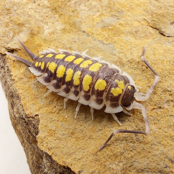 Porcellio haasi cochinilla isopodo