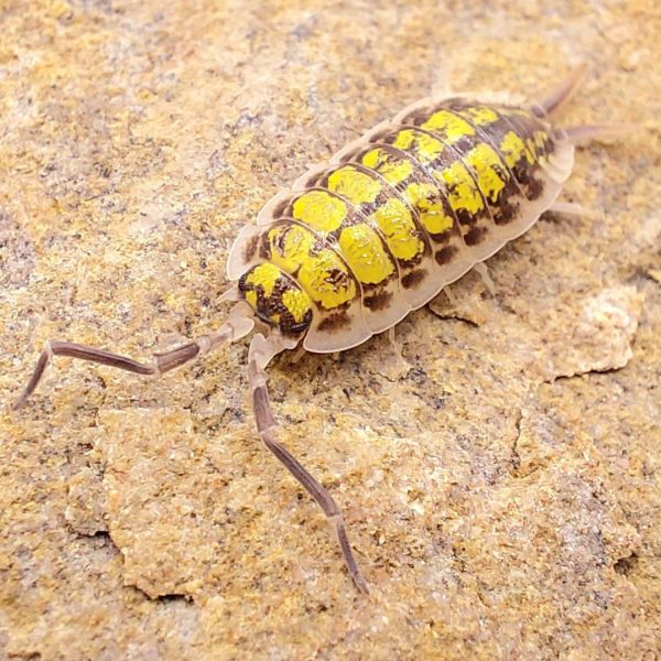 Porcellio mustard cochinilla isópodo