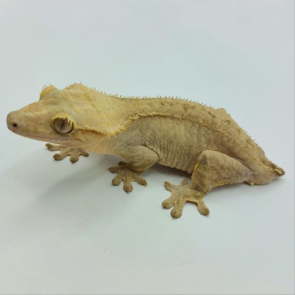 Compra reptiles on line