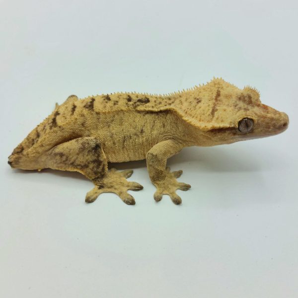 Compra reptiles on line