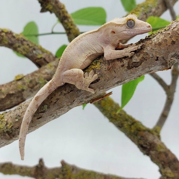 gecko crestado