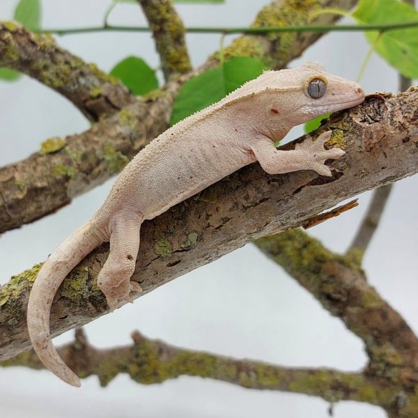 gecko crestado