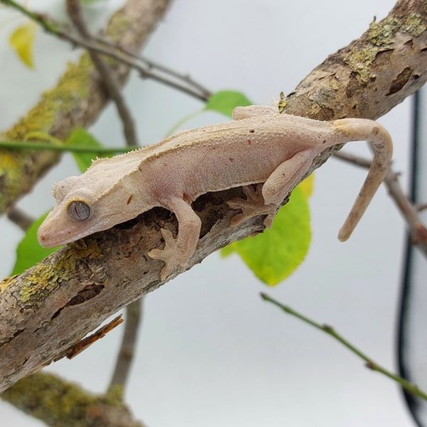 gecko crestado