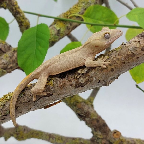 gecko crestado