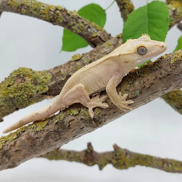 gecko crestado