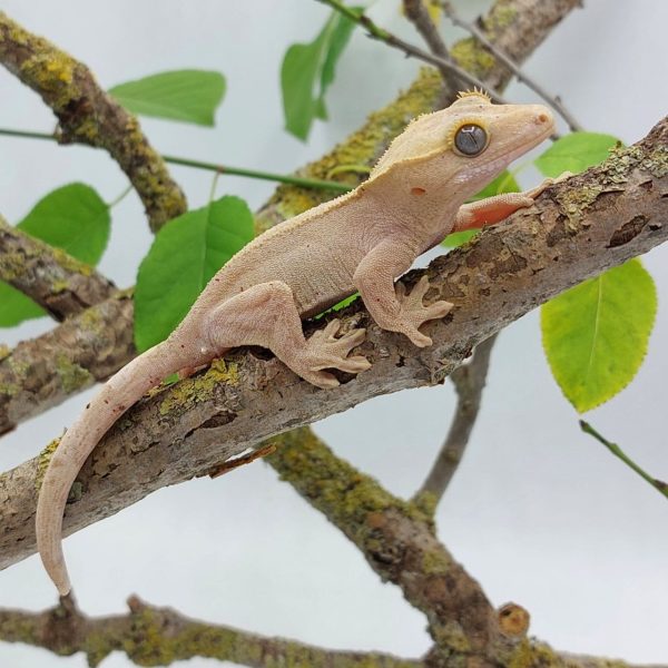 gecko crestado