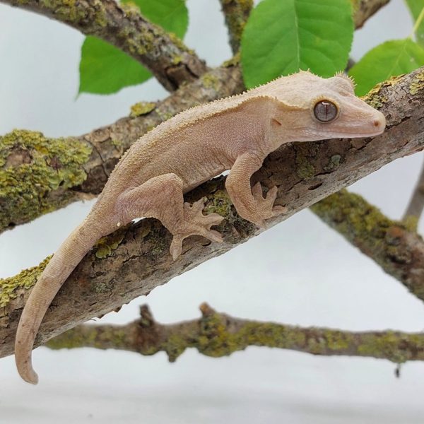 gecko crestado