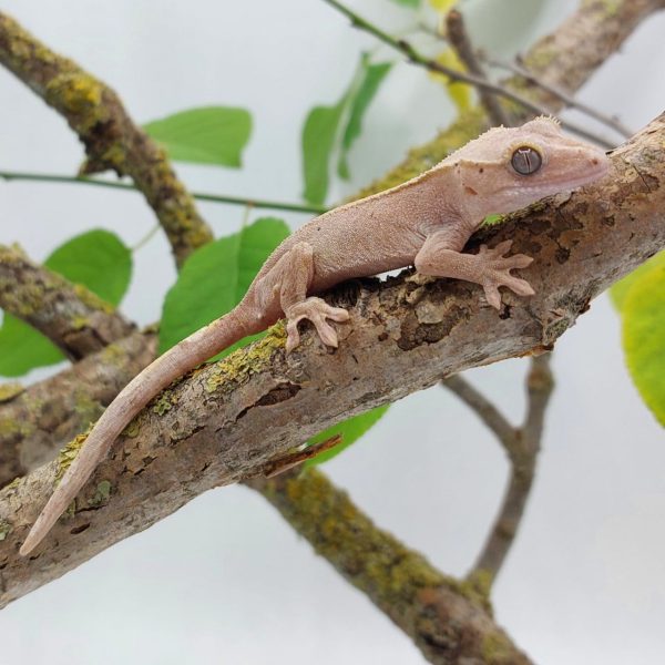 gecko crestado