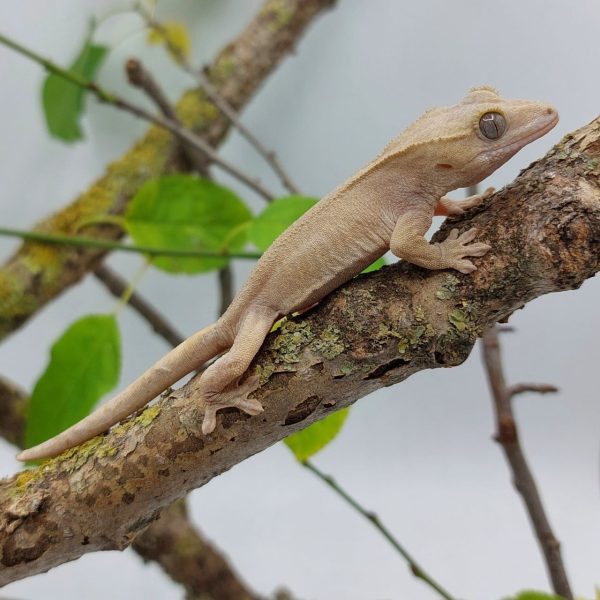 gecko crestado