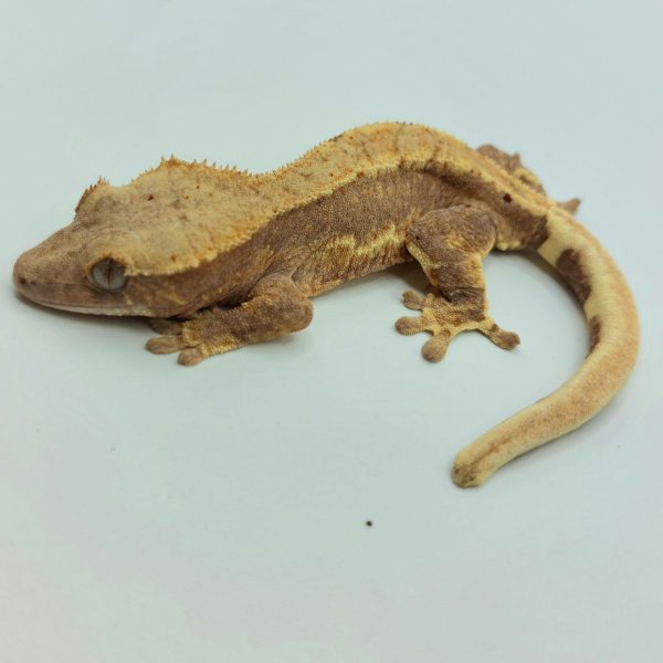 Reptil gecko crestado