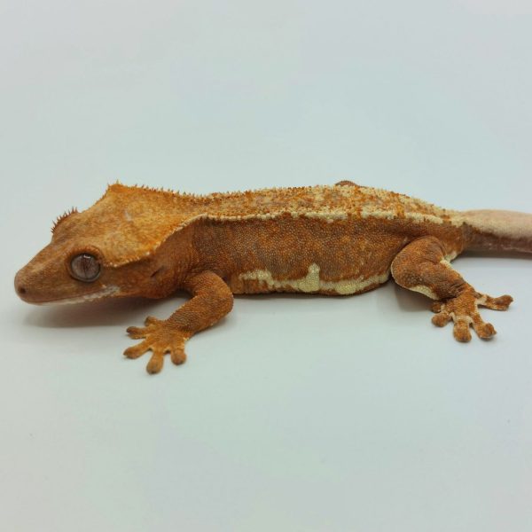 Reptil gecko crestado