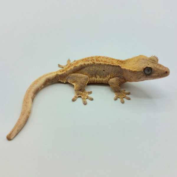 Reptil gecko crestado