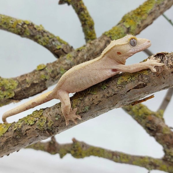 gecko crestado