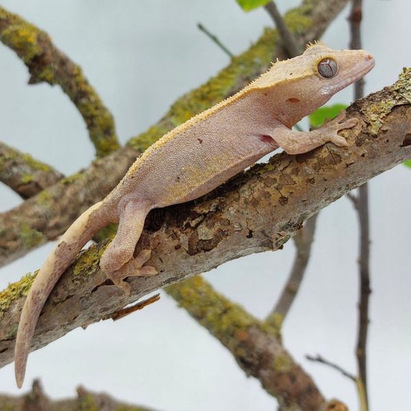 gecko crestado