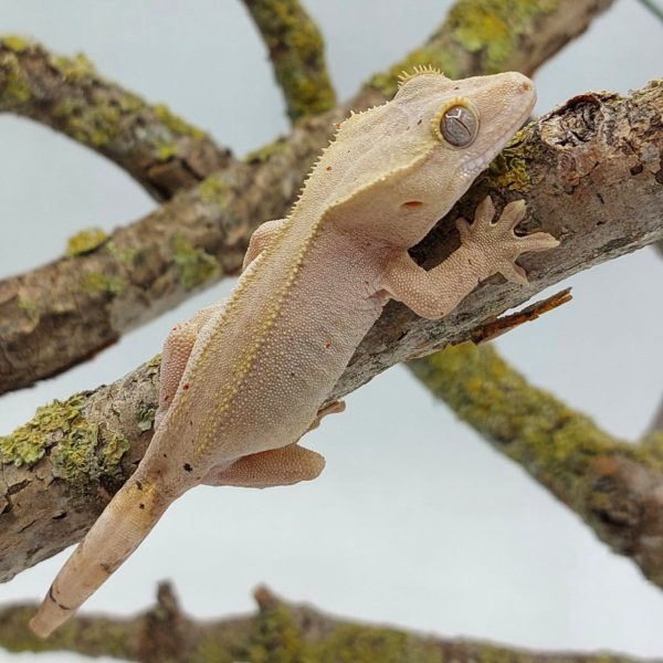 gecko crestado