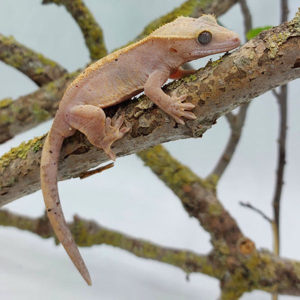 gecko crestado