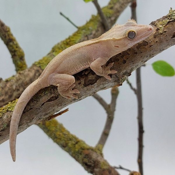 gecko crestado