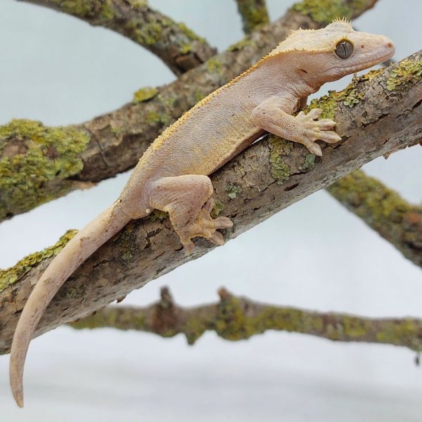 gecko crestado