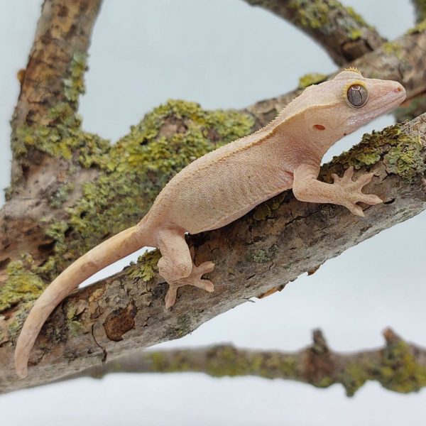 gecko crestado